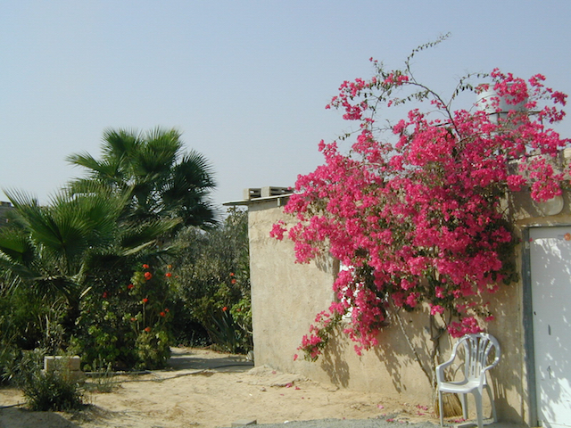 Read more about the article Village sign languages of Israel